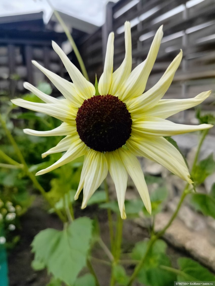 В поисках подсолнуха — Куклы Zwergnase (Цвергназе/Цверги): фото