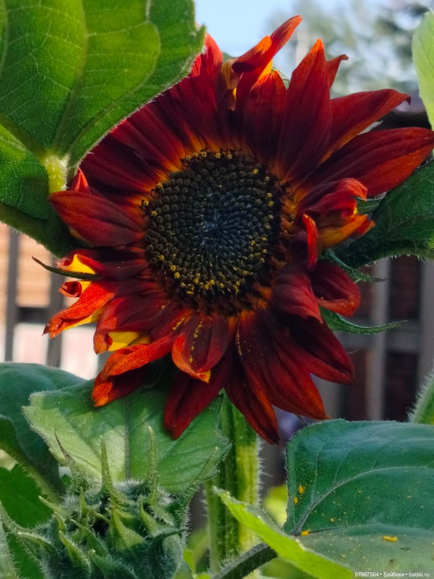 В поисках подсолнуха — Куклы Zwergnase (Цвергназе/Цверги): фото