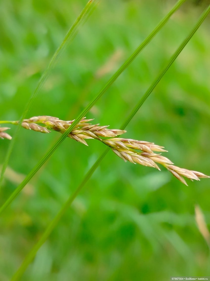 В поисках подсолнуха — Куклы Zwergnase (Цвергназе/Цверги): фото