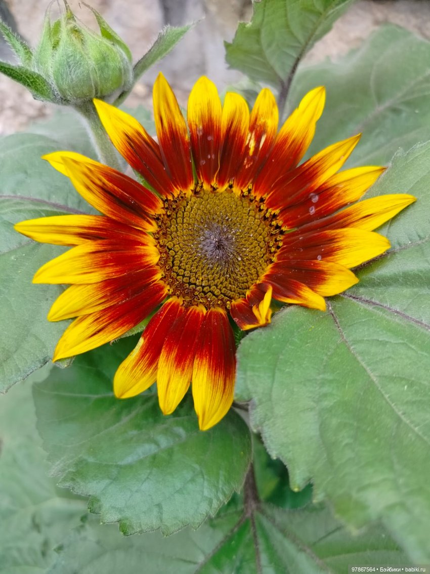 В поисках подсолнуха — Куклы Zwergnase (Цвергназе/Цверги): фото