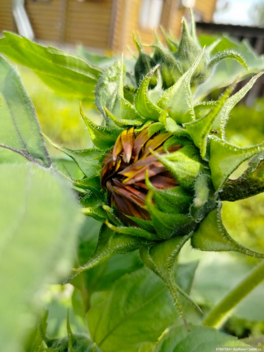 В поисках подсолнуха — Куклы Zwergnase (Цвергназе/Цверги): фото