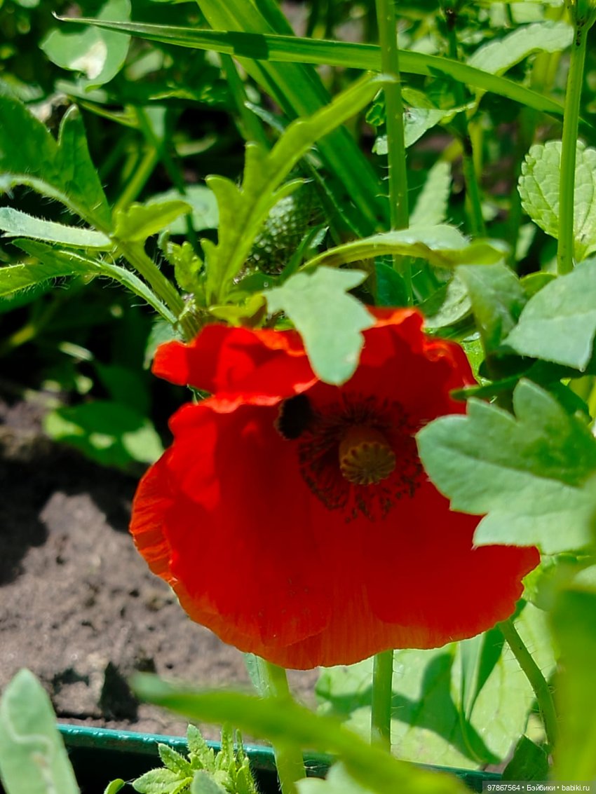 В поисках подсолнуха — Куклы Zwergnase (Цвергназе/Цверги): фото