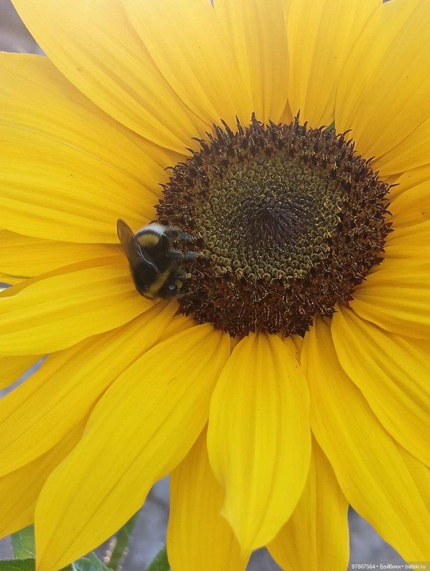 В поисках подсолнуха — Куклы Zwergnase (Цвергназе/Цверги): фото