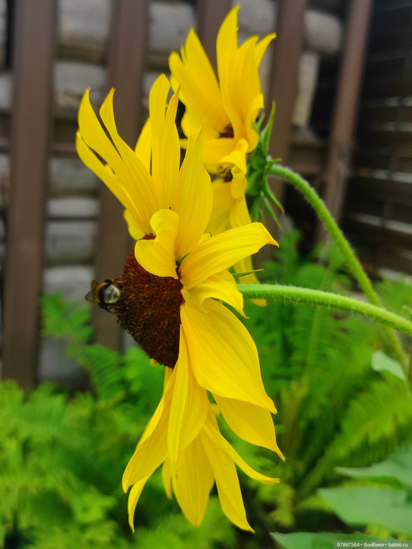 В поисках подсолнуха — Куклы Zwergnase (Цвергназе/Цверги): фото
