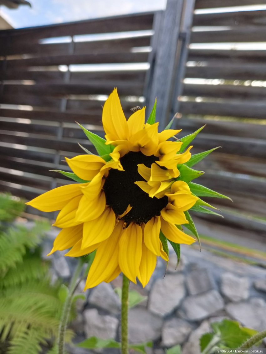 В поисках подсолнуха — Куклы Zwergnase (Цвергназе/Цверги): фото