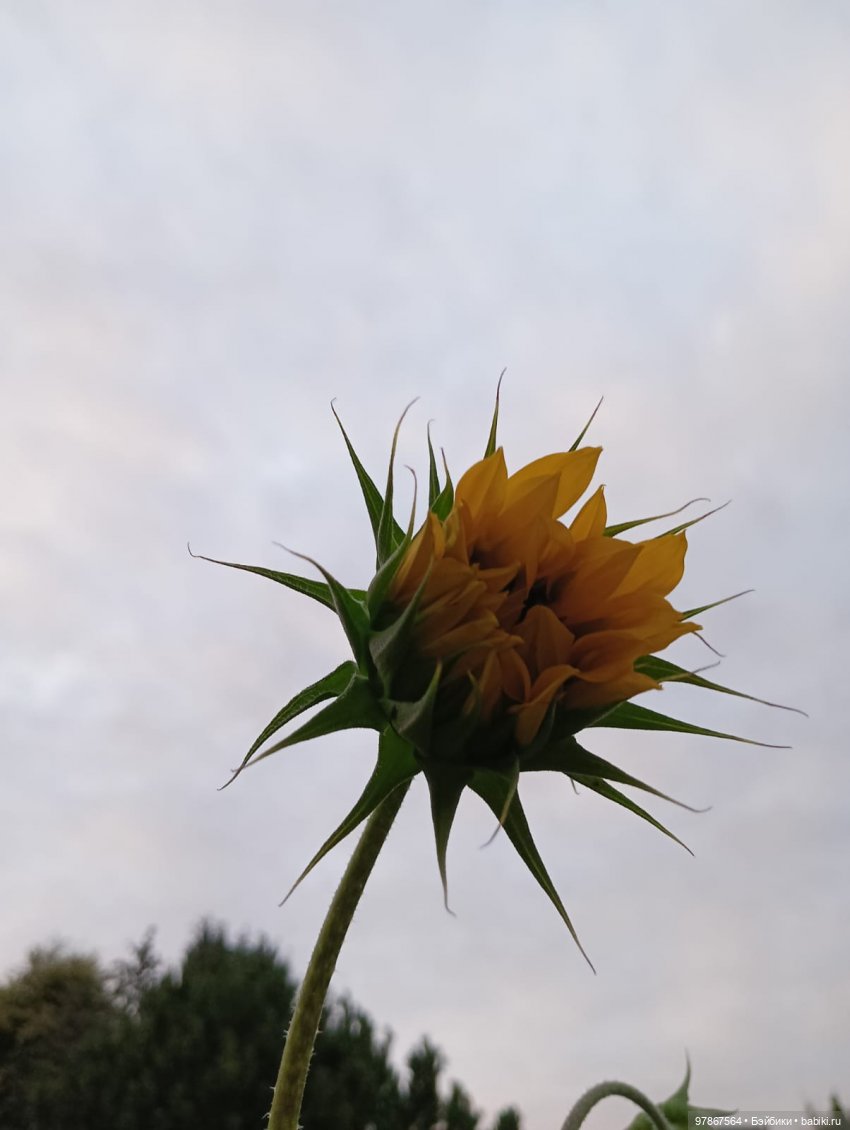 В поисках подсолнуха — Куклы Zwergnase (Цвергназе/Цверги): фото