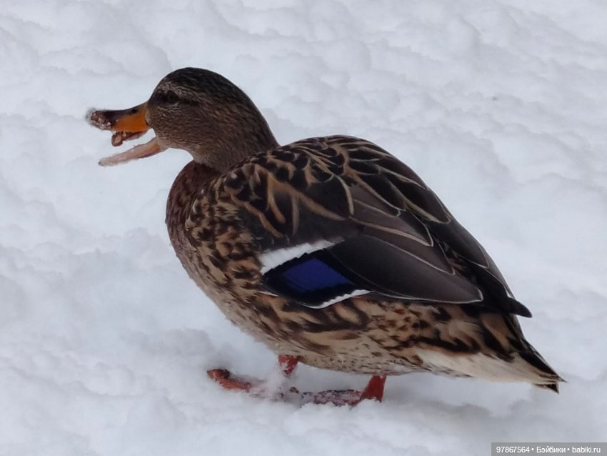 В гости к уткам! Часть 1 — Куклы Zwergnase (Цвергназе/Цверги): фото