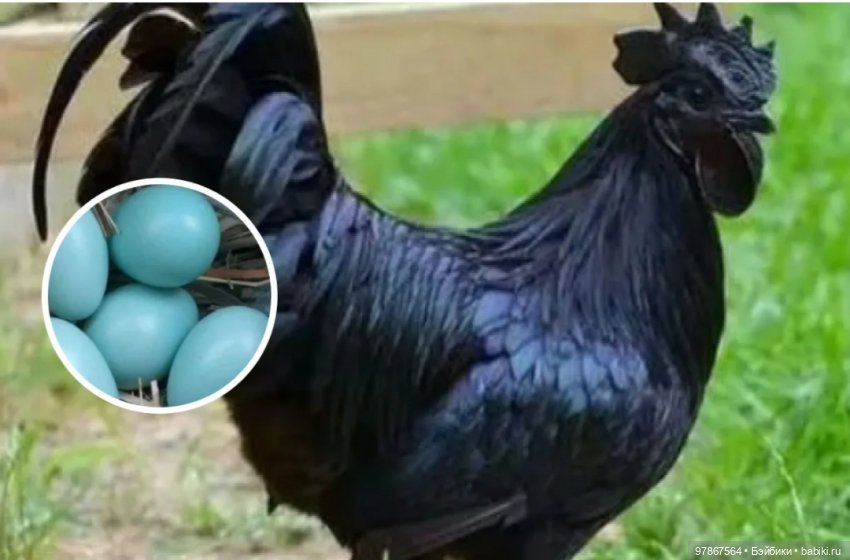 Разноцветное чудо — Куклы Zwergnase (Цвергназе/Цверги): фото