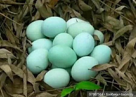 Разноцветное чудо — Куклы Zwergnase (Цвергназе/Цверги): фото