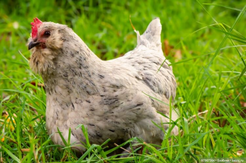 Разноцветное чудо — Куклы Zwergnase (Цвергназе/Цверги): фото