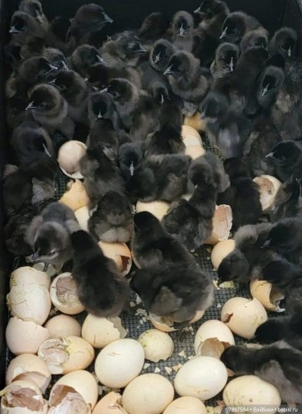 Разноцветное чудо — Куклы Zwergnase (Цвергназе/Цверги): фото