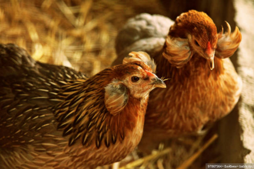 Разноцветное чудо — Куклы Zwergnase (Цвергназе/Цверги): фото