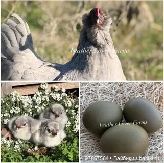 Разноцветное чудо — Куклы Zwergnase (Цвергназе/Цверги): фото