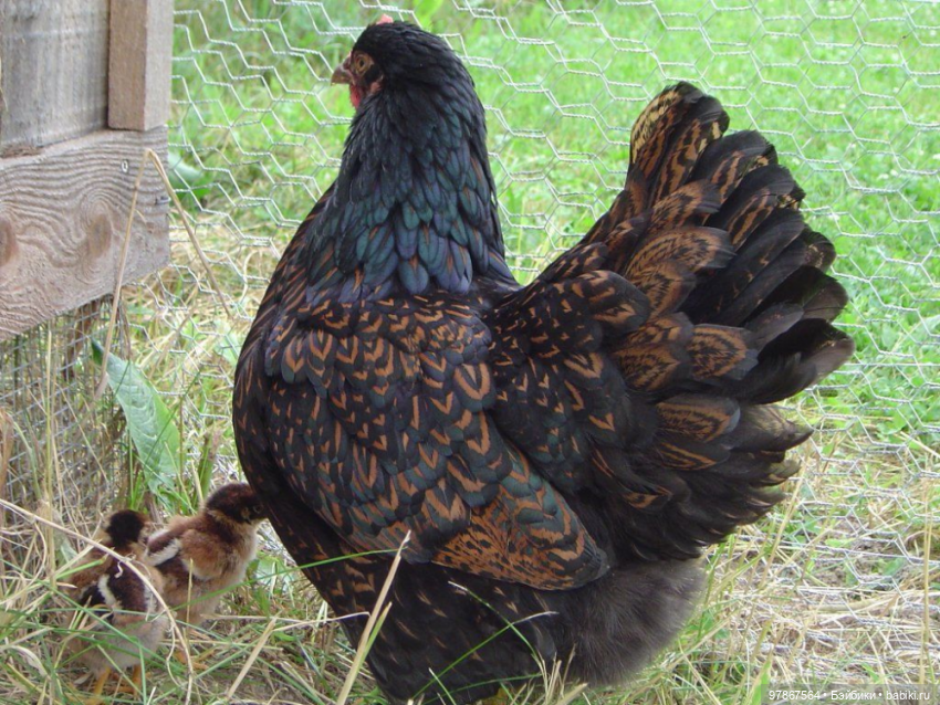 Разноцветное чудо — Куклы Zwergnase (Цвергназе/Цверги): фото