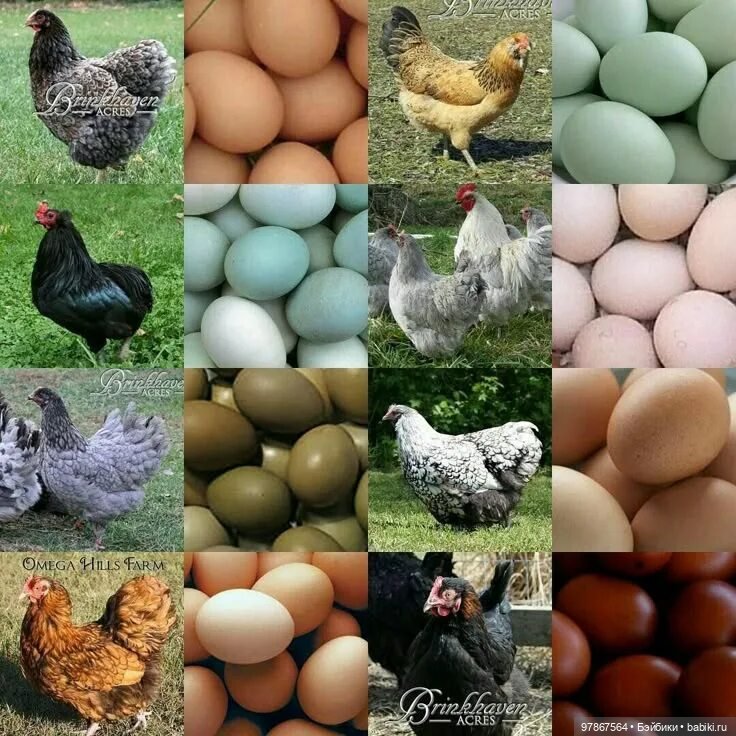 Разноцветное чудо — Куклы Zwergnase (Цвергназе/Цверги): фото