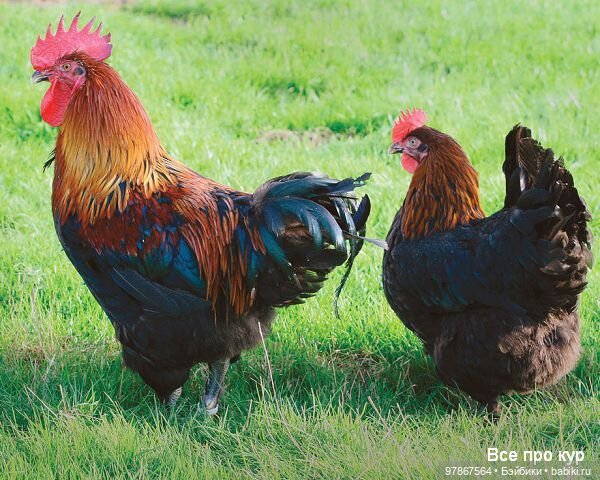 Разноцветное чудо — Куклы Zwergnase (Цвергназе/Цверги): фото