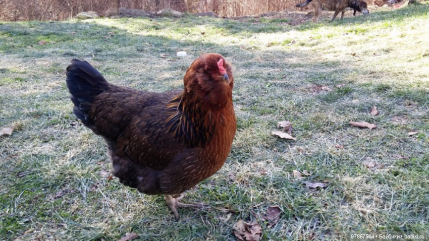 Разноцветное чудо — Куклы Zwergnase (Цвергназе/Цверги): фото