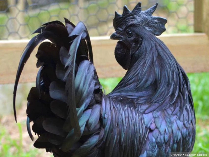 Разноцветное чудо — Куклы Zwergnase (Цвергназе/Цверги): фото