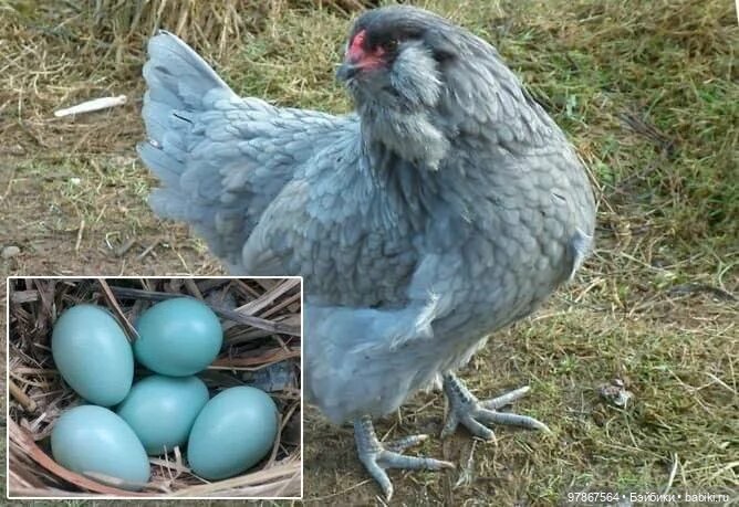 Разноцветное чудо — Куклы Zwergnase (Цвергназе/Цверги): фото