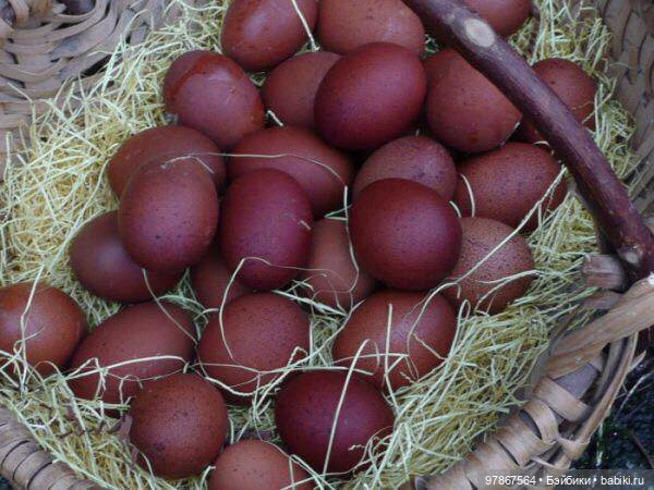 Разноцветное чудо — Куклы Zwergnase (Цвергназе/Цверги): фото