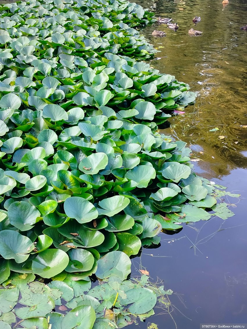 В гости к уткам! Часть 2 — Куклы Zwergnase (Цвергназе/Цверги): фото (фото 5)