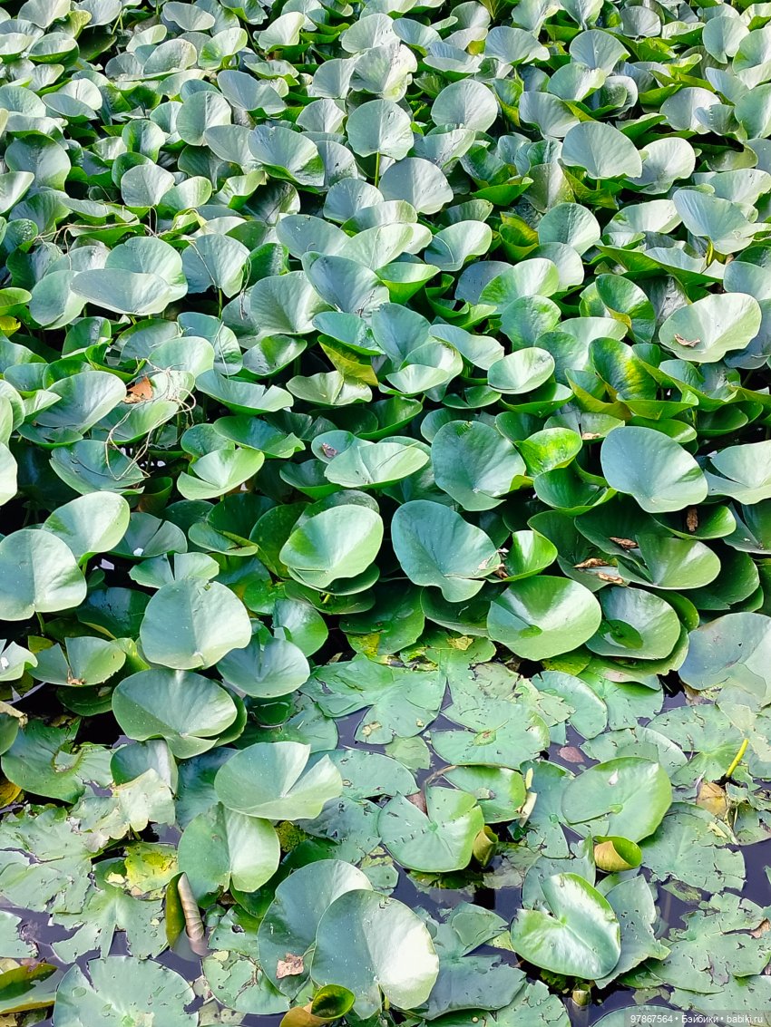 В гости к уткам! Часть 2 — Куклы Zwergnase (Цвергназе/Цверги): фото (фото 9)