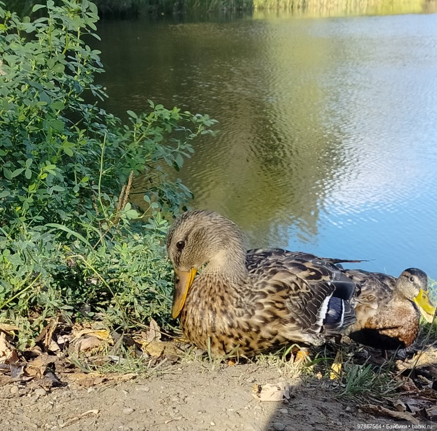В гости к уткам! Часть 2 — Куклы Zwergnase (Цвергназе/Цверги): фото