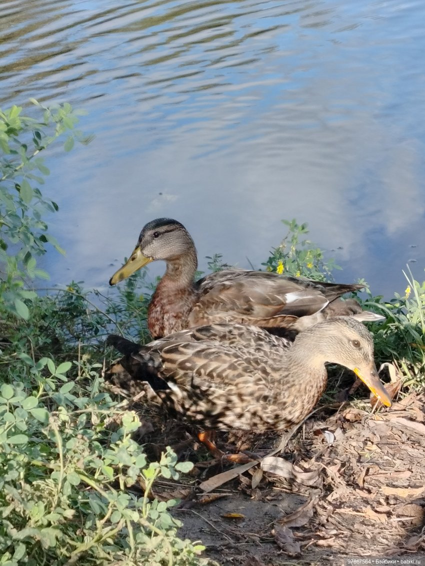 В гости к уткам! Часть 2 — Куклы Zwergnase (Цвергназе/Цверги): фото