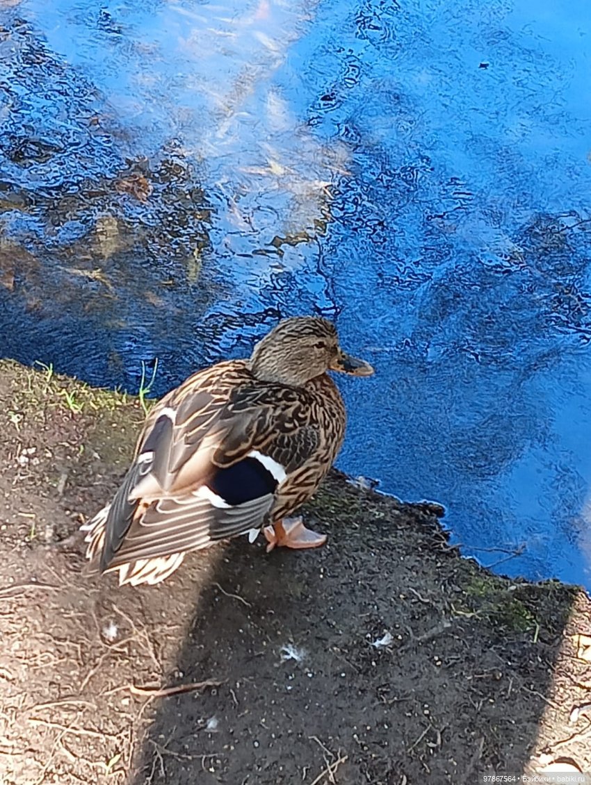 В гости к уткам! Часть 2 — Куклы Zwergnase (Цвергназе/Цверги): фото