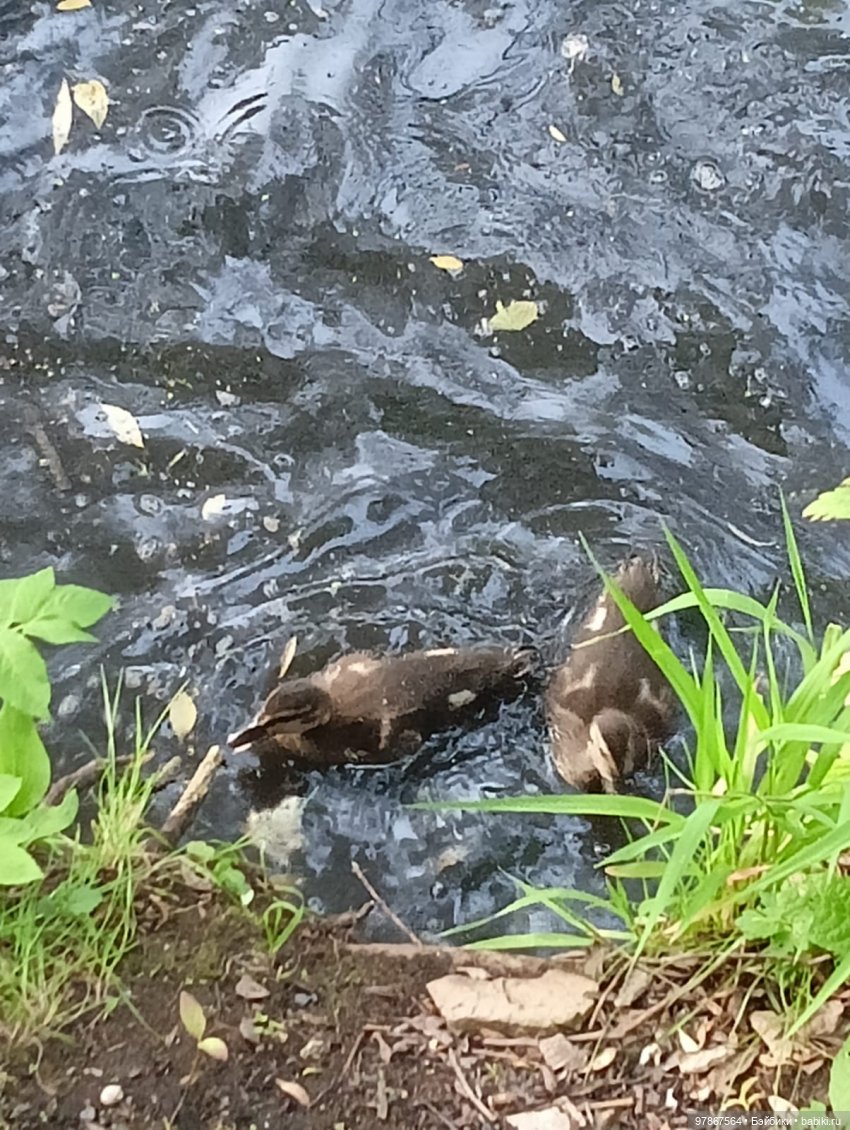 В гости к уткам! Часть 1 — Куклы Zwergnase (Цвергназе/Цверги): фото