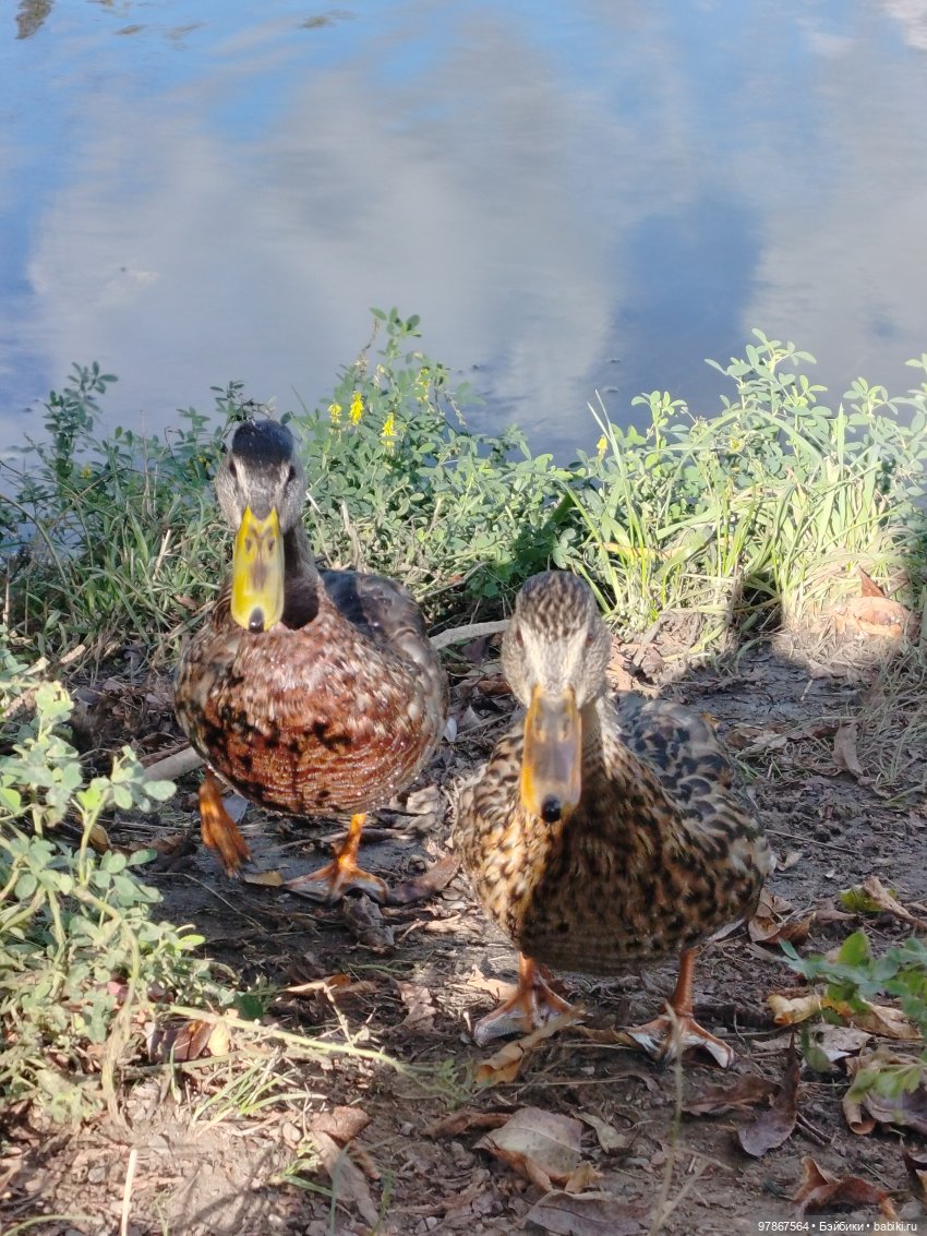 В гости к уткам! Часть 2 — Куклы Zwergnase (Цвергназе/Цверги): фото