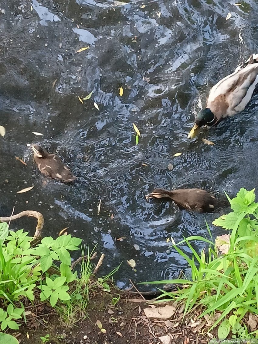 В гости к уткам! Часть 1 — Куклы Zwergnase (Цвергназе/Цверги): фото