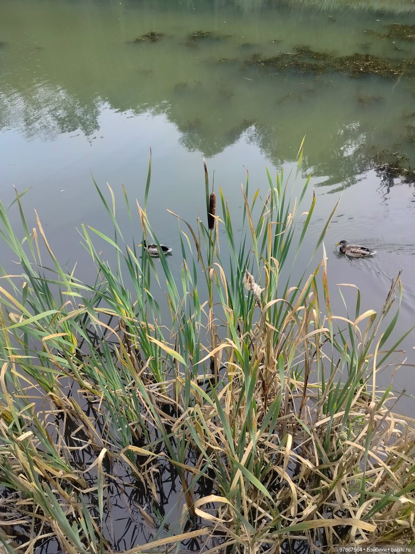 В гости к уткам! Часть 2 — Куклы Zwergnase (Цвергназе/Цверги): фото