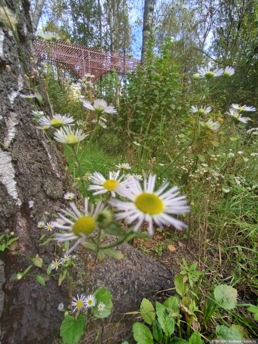 При чем тут Малевич? Прогулка 3