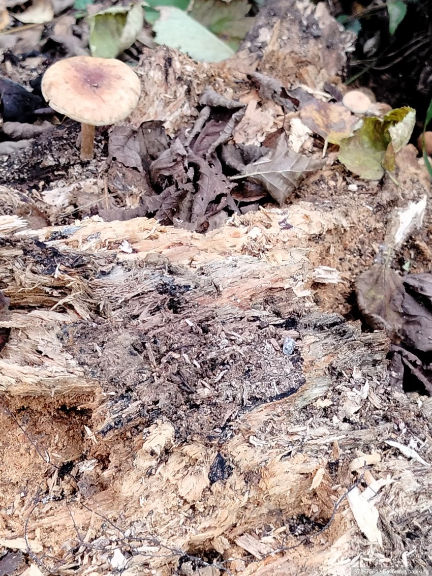 При чем тут Малевич? Прогулка 3