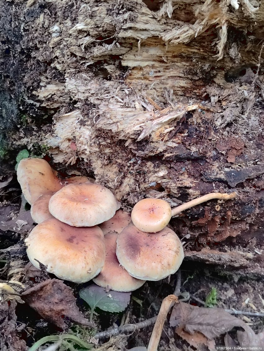 При чем тут Малевич? Прогулка 3