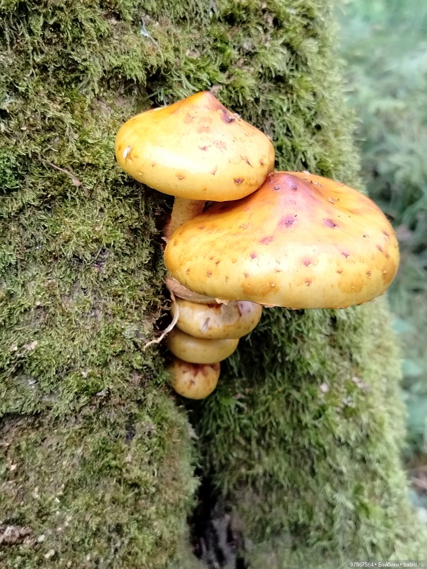 При чем тут Малевич? Прогулка 3