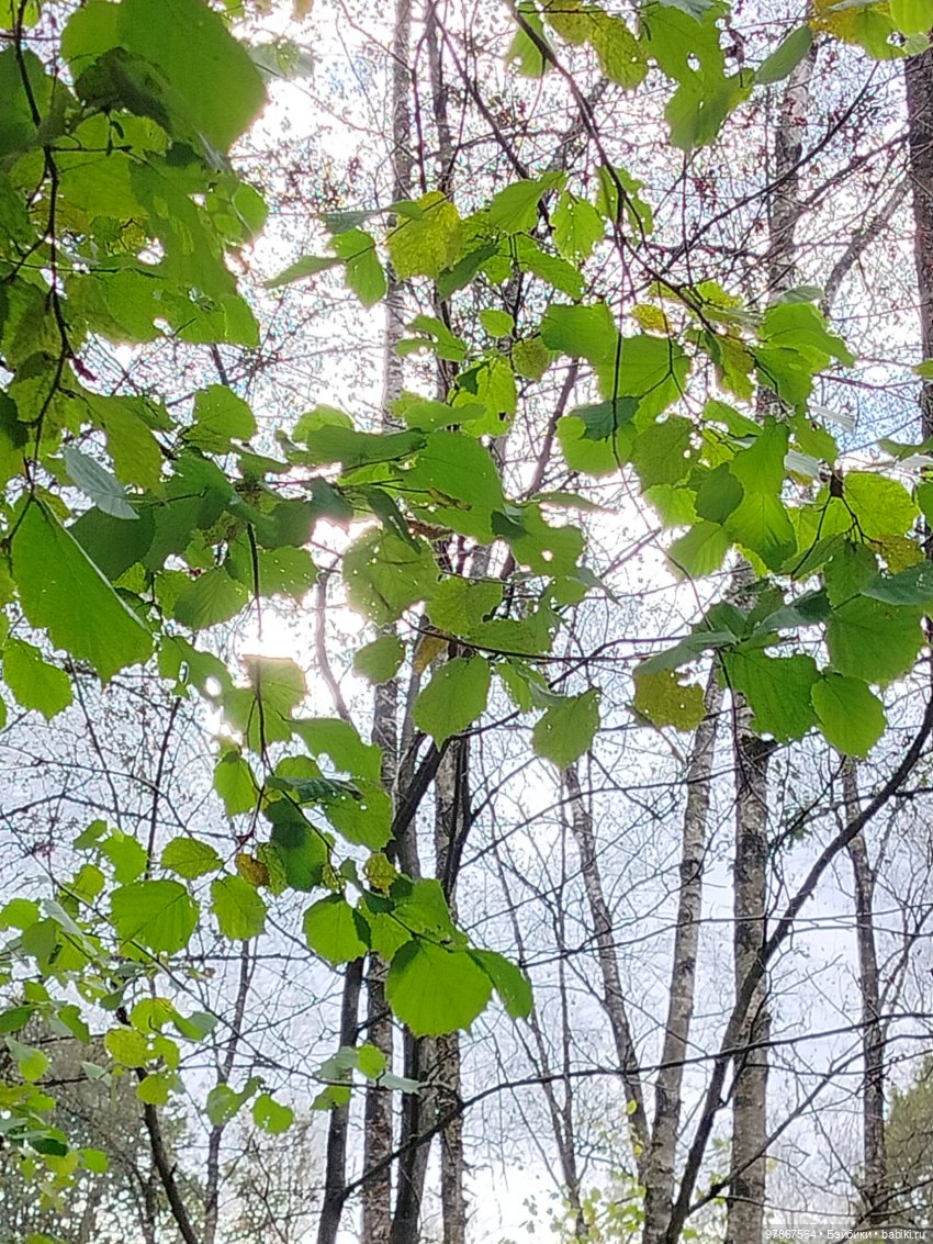 При чем тут Малевич? Прогулка 3