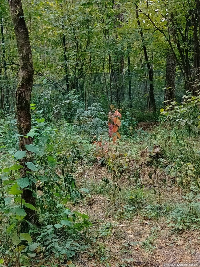 При чем тут Малевич? Прогулка 3