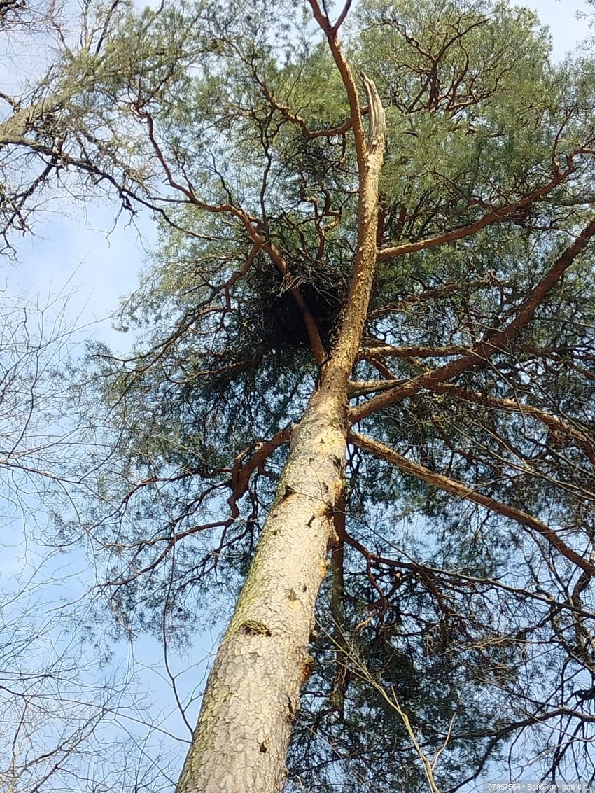 Ручьи, лужи и Цверги — Куклы Zwergnase (Цвергназе/Цверги): фото