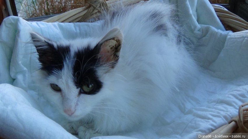 Новый член семьи — Болталка и разговоры обо всем: жизнь (фото 2)