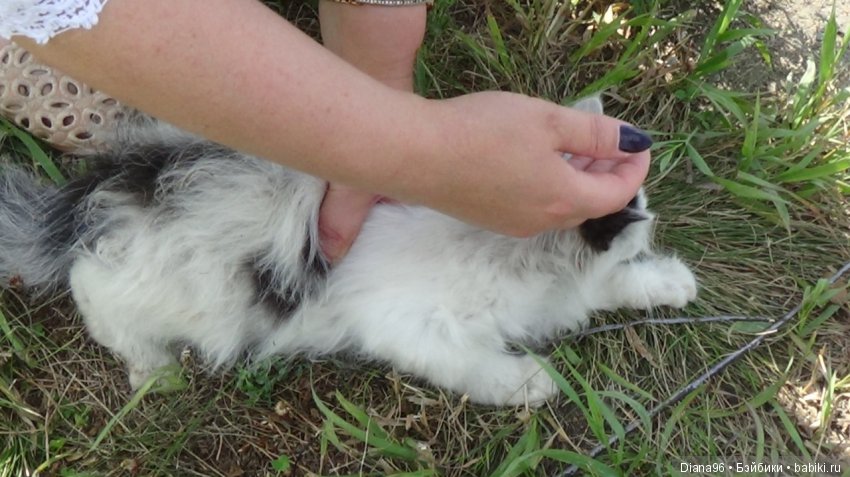 Новый член семьи — Болталка и разговоры обо всем: жизнь