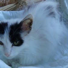 Новый член семьи