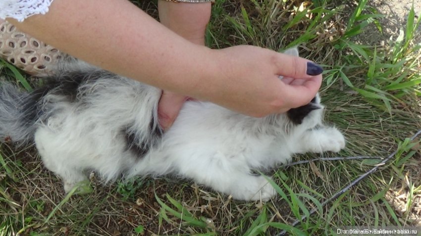 Наш котик подрос — Болталка и разговоры обо всем: жизнь