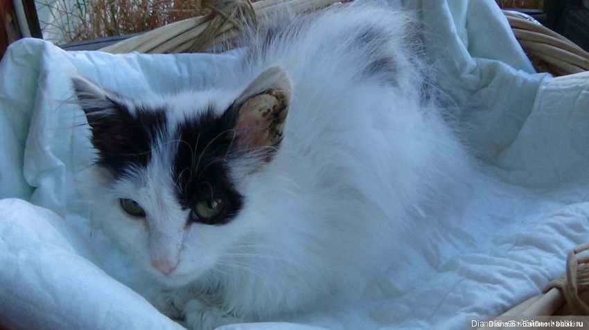 Наш котик подрос — Болталка и разговоры обо всем: жизнь (фото 2)