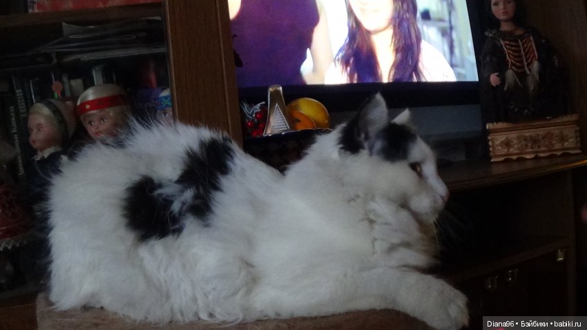 Наш котик подрос — Болталка и разговоры обо всем: жизнь (фото 4)