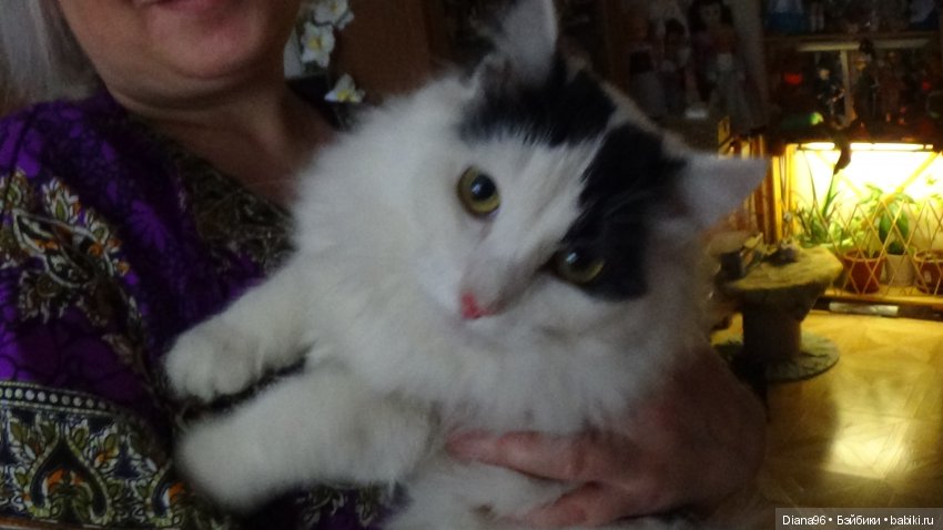 Наш котик подрос — Болталка и разговоры обо всем: жизнь (фото 3)