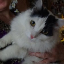 Наш котик подрос