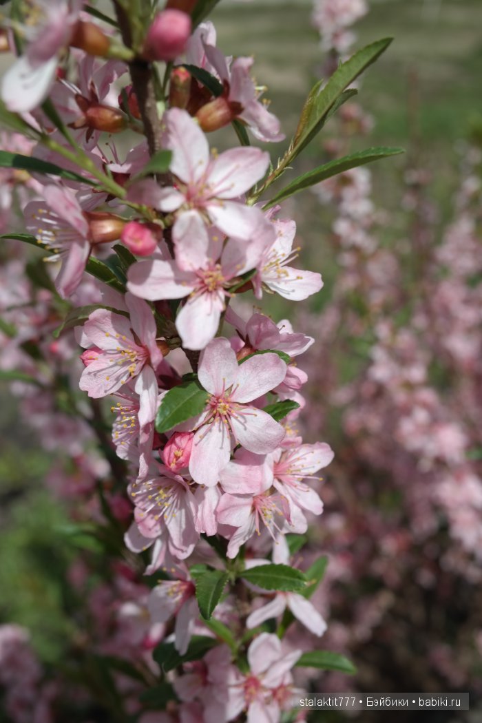 Прогулка Фора или цветы для подруги