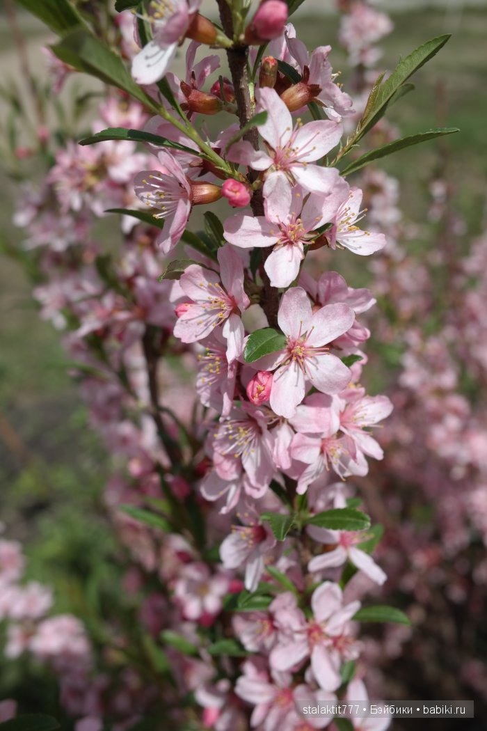 Прогулка Фора или цветы для подруги